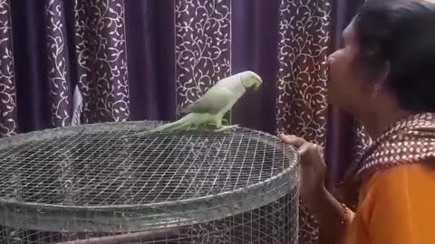 My cute parrot must watch