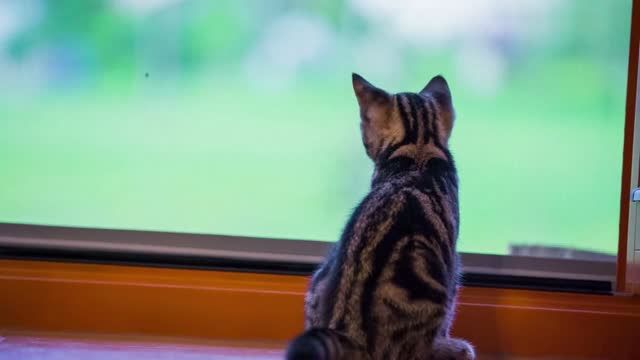 Cat in front of window with view of nature