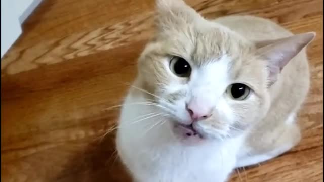 Cute and Funny Cat Videos Compilation - PART 56