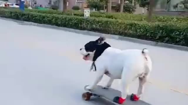 Cute dog giving his human skateboard lessons