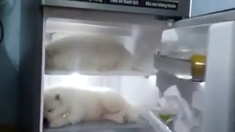 baby in the fridge