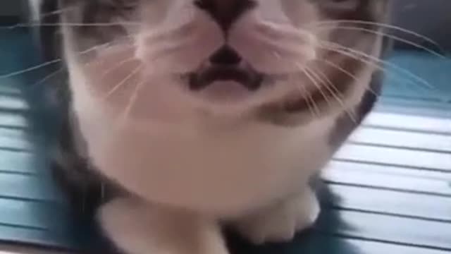 Cat copy funy sound๐๐