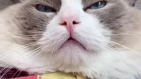 cat cooking egg