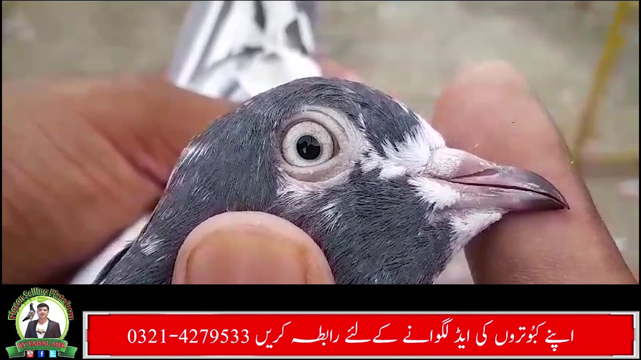 Pure Taddy Pair For Sale Watch Add In HD Urdu/Hindi #taddypigeons #faisalmeer #pigeonslovers