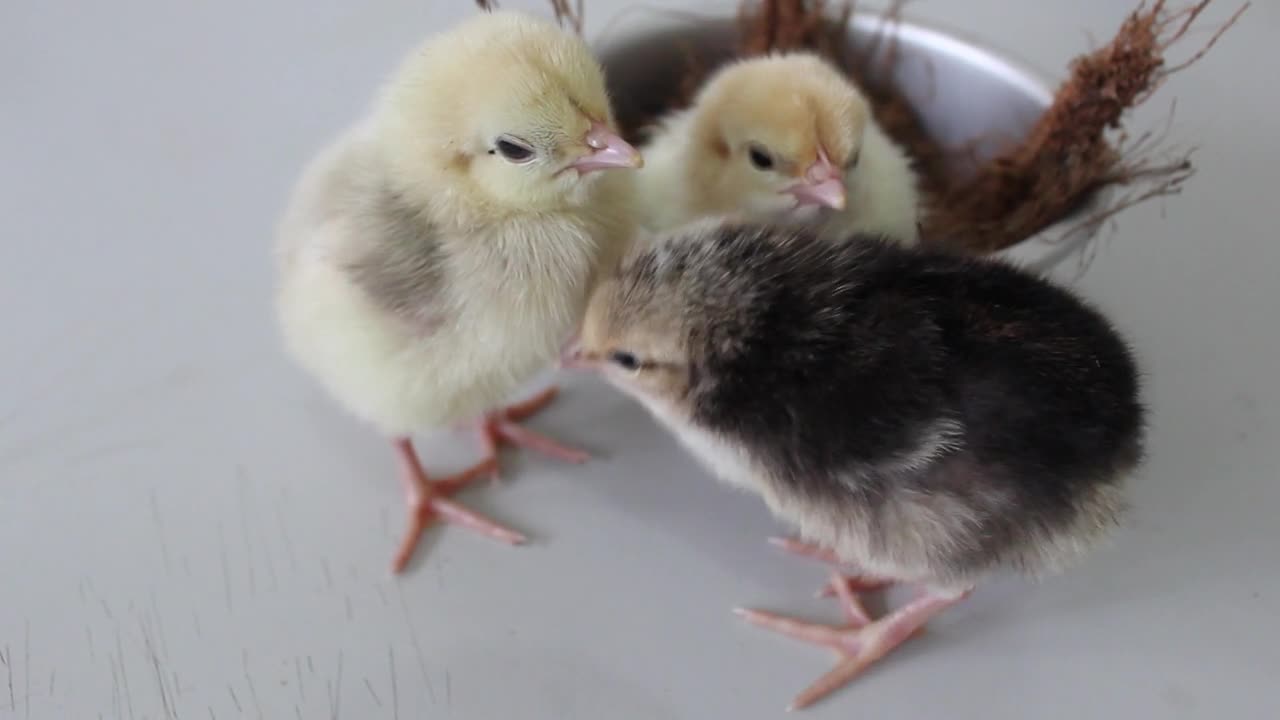 Baby Chicks