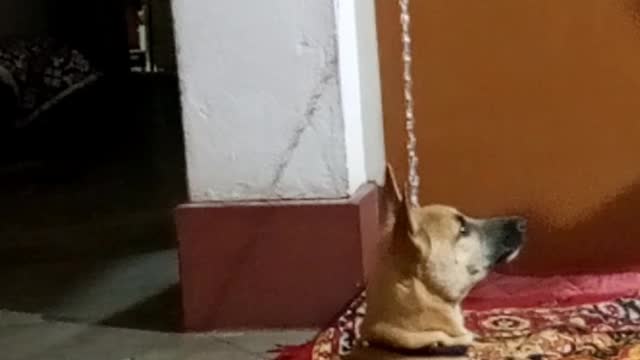 My Dog Singing