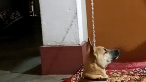 My Dog Singing