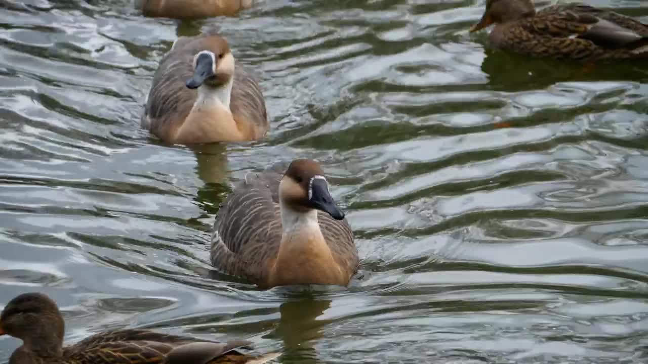 Geese swimming in the lake