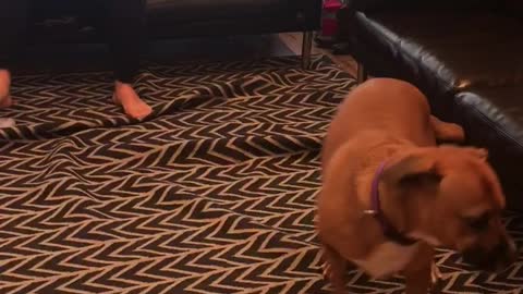 Brown dog spins and tangles up black and white rug