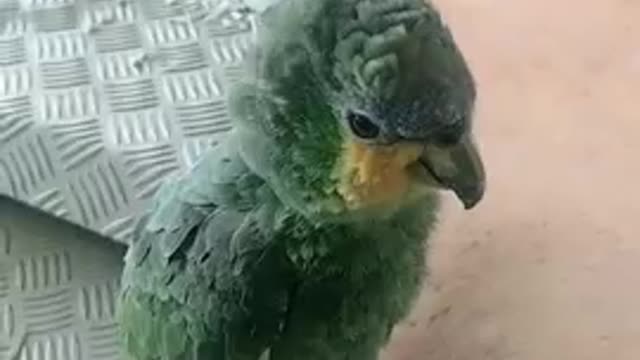 imitator parrot