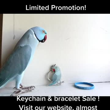 Available for a short time only, get a keychain & the bracelet is free 💙🐦=·