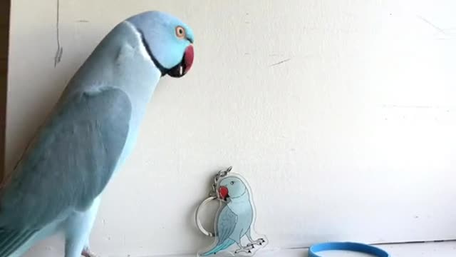 Available for a short time only, get a keychain & the bracelet is free 💙🐦=·