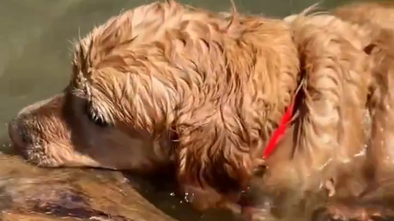 Dog 🐕 bathing