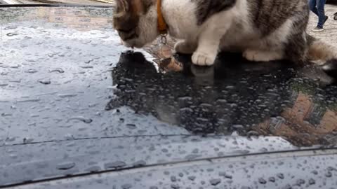 The cat and rainwater