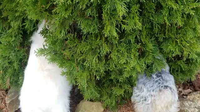 The Pups and that Bush.