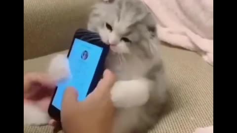 Funny Baby Cats For You Compilation