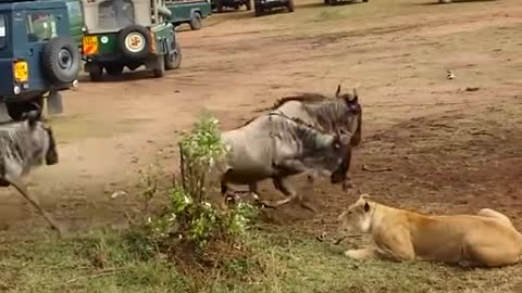 Male Lion Shows Lioness How to Hunt Wildebeest