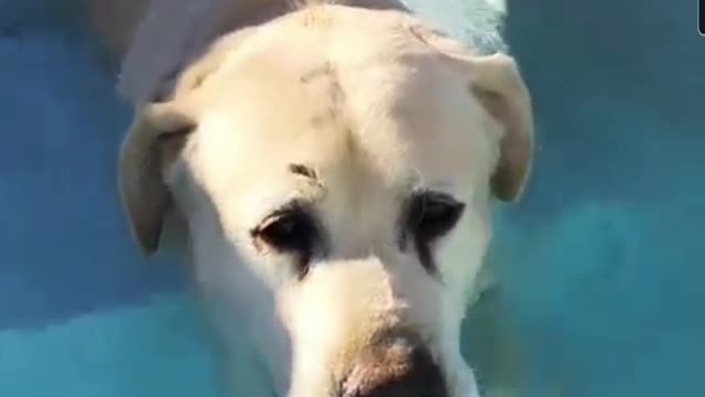 Dog enjoys his time in the pool.