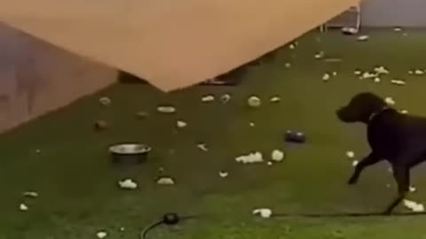 Funny animals 🤣🤣🤣 videos