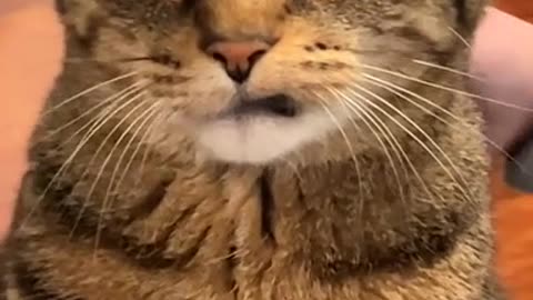 Funny Cat Expression When Playing With a Child