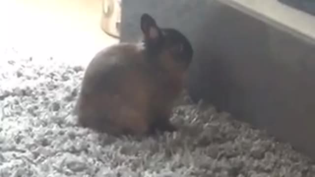 Soul searching bunny on grey carpet stares at tv