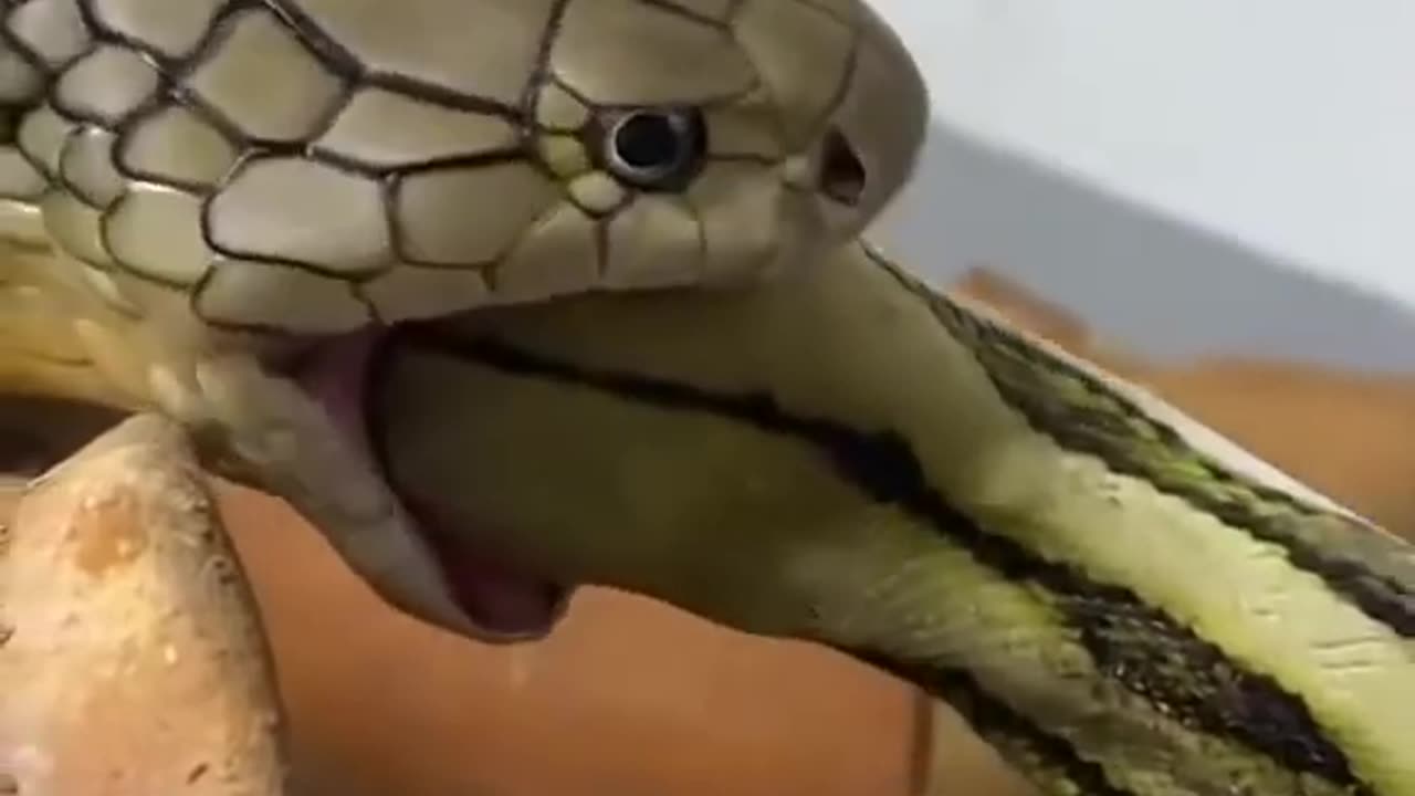 🐍 King Cobra Makan Ular Python 🐍