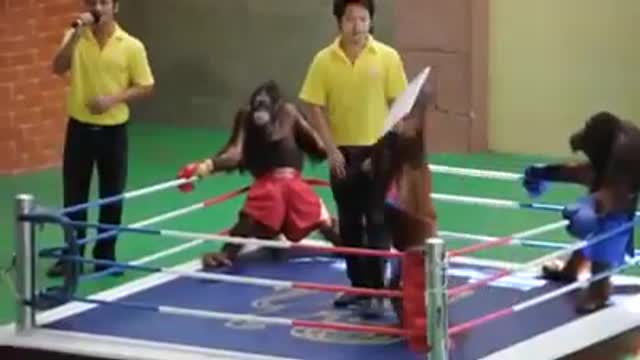 Funny Orangutan boxing lol 🤣