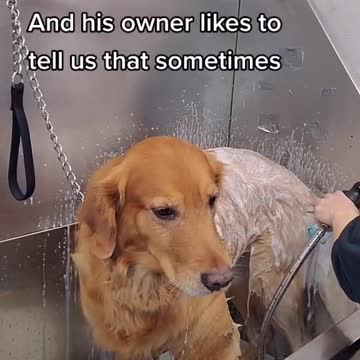 A came in and a labrador came out.