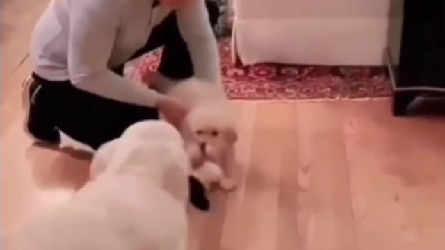 The dog is so excited to meet his new friend that he brings him his toy