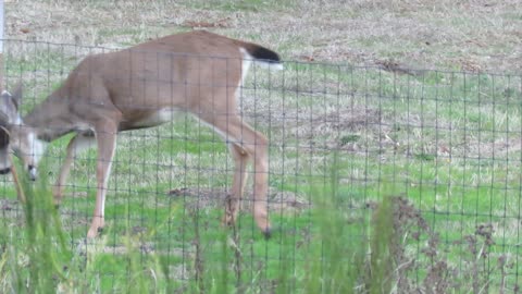 Two Young Bucks apparently having a private conversation over a Doe