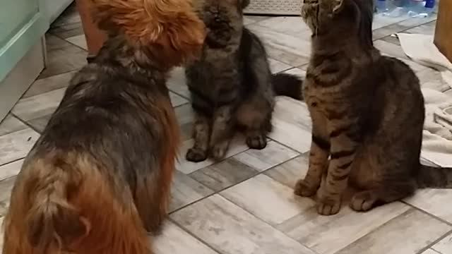 Cats and yorkie eat together