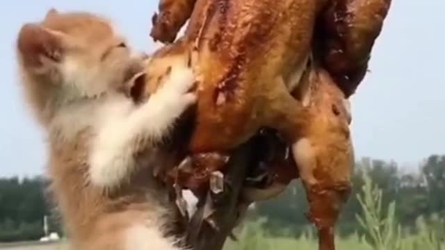 Cat eating chicken
