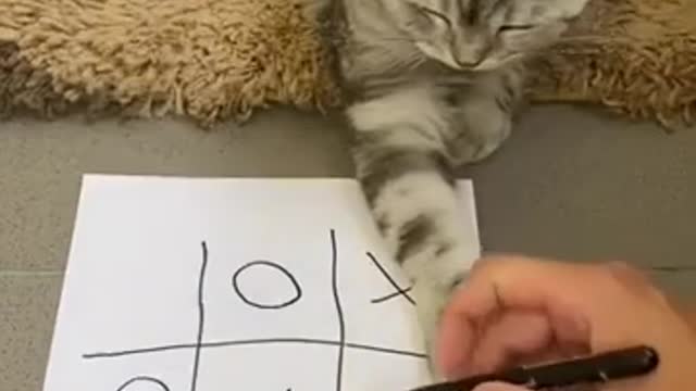 Play with Cat