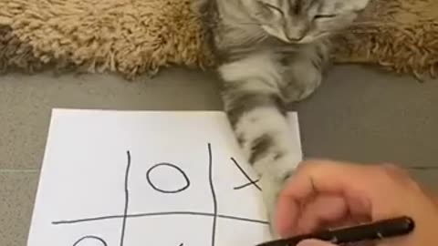 Play with Cat