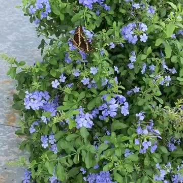 Adorable butterfly getting busy