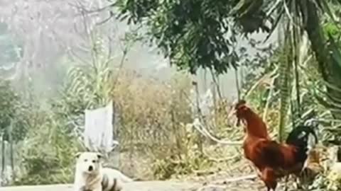 When your dog is raised by a chicken
