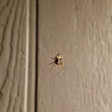 Spider patiently waiting for a snack