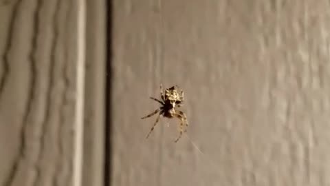 Spider patiently waiting for a snack