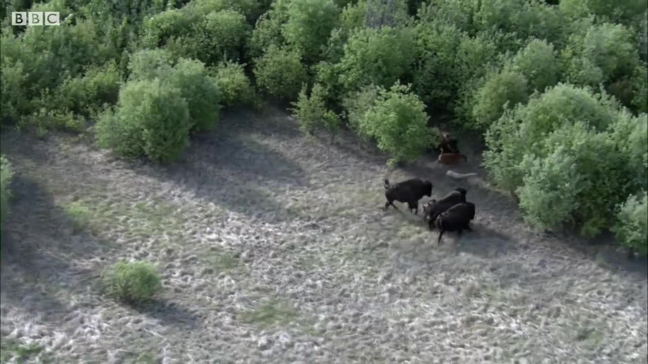 Can This Buffalo and Calf Escape These Hungry Wolves? | BBC Earth