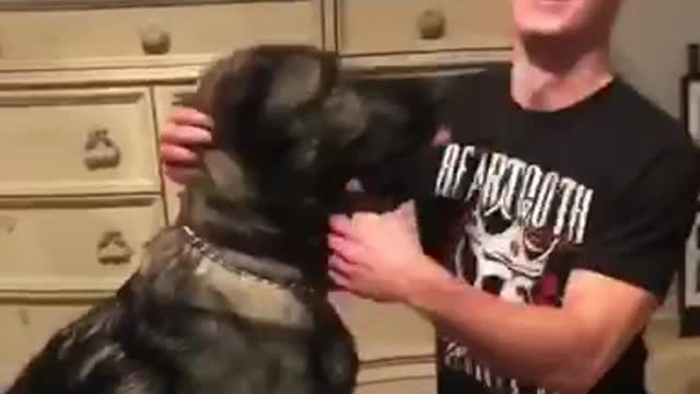 German shepherd howls at laptop video howling