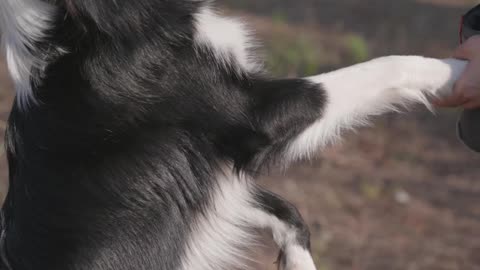 #A Border Collie Playing with Its Owner