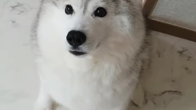 Husky! You ready for Food? CUTE Expressions