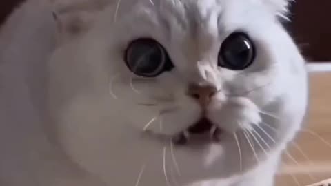 scary cat