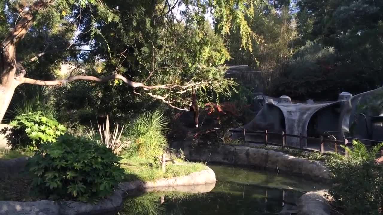 Amusing monkey casually swings from a tree