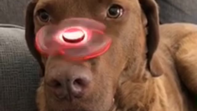 Brown dog with red fidget spinner on nose