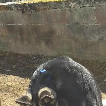 4 month old German Shepherd