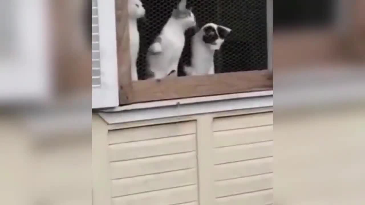 Funny Animals Сompilation 👍 Best Of The 😹 2020-2021 🤣 #11