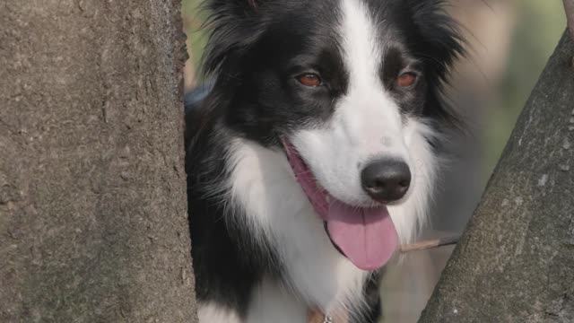 funny dog