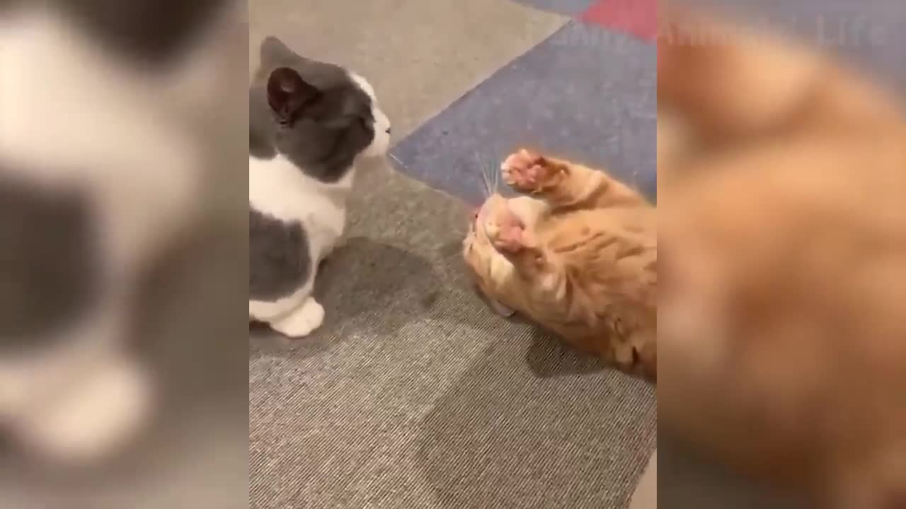 Cute Dogs And Cats That Will Make You Laugh 🥰 - Funny Animals Compilation #2 😂