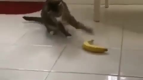 Cat Playing With Banana 😅😅